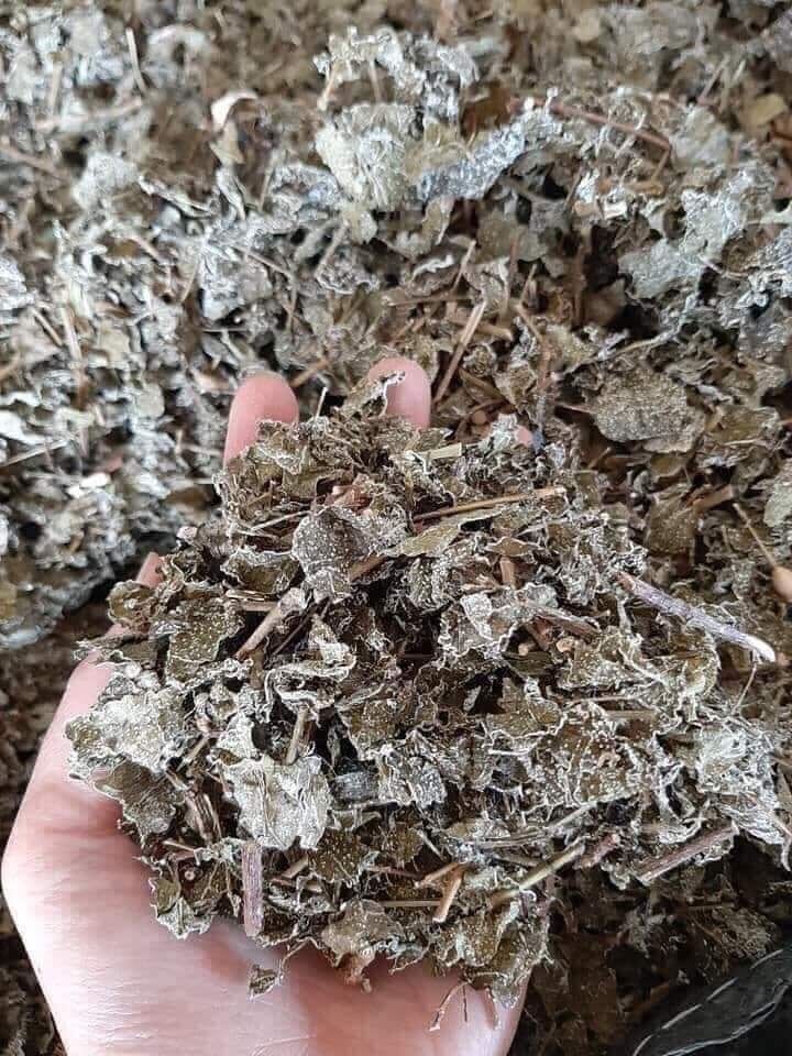 Chè dây sìn hồ
