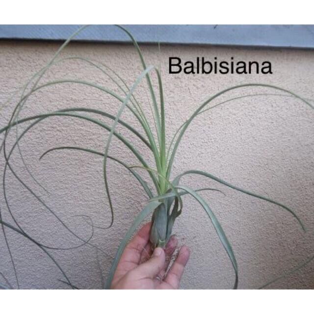 Cây không khí balbisiana