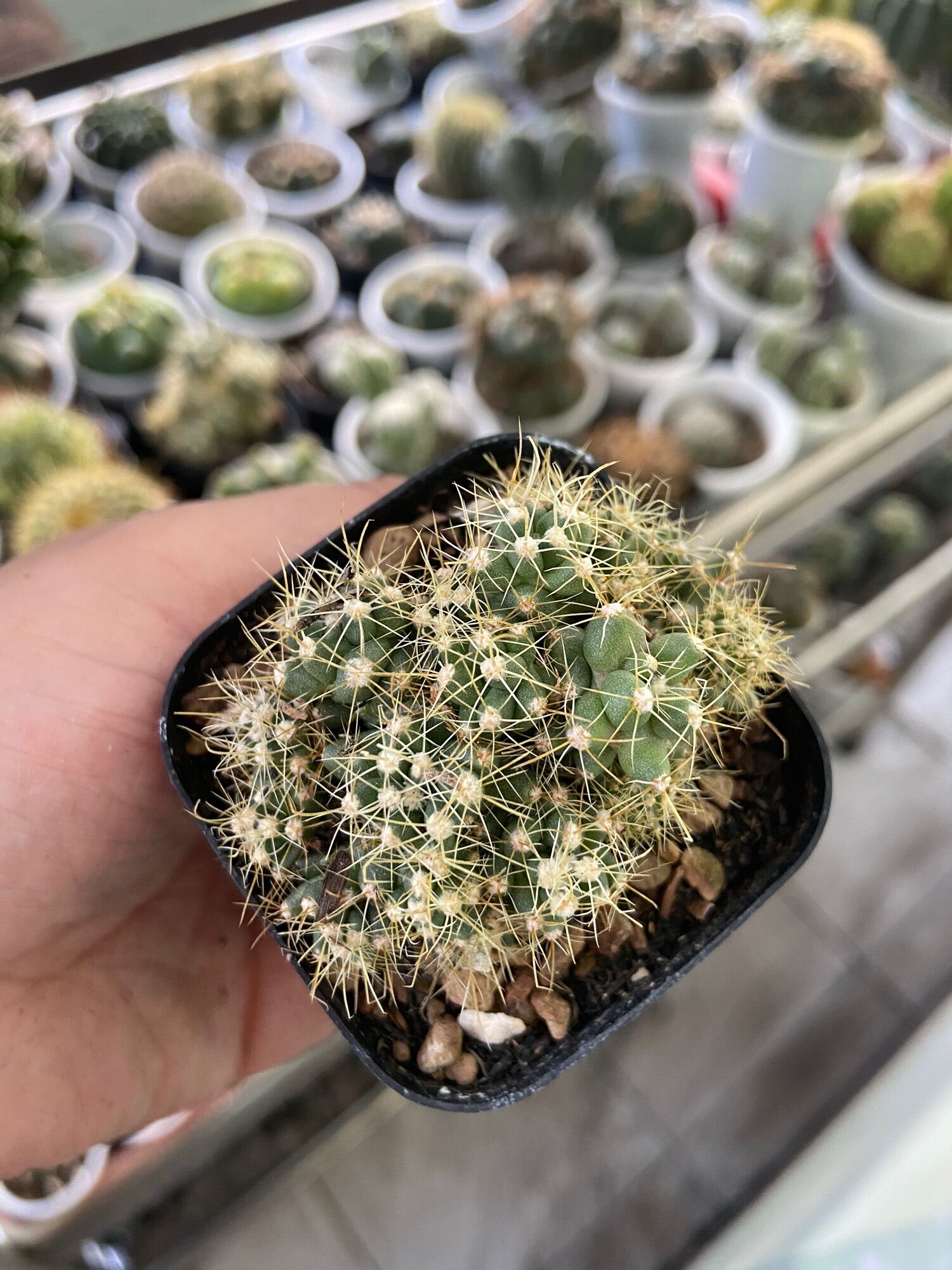 [HCM]Xương Rồng Hamato Montro