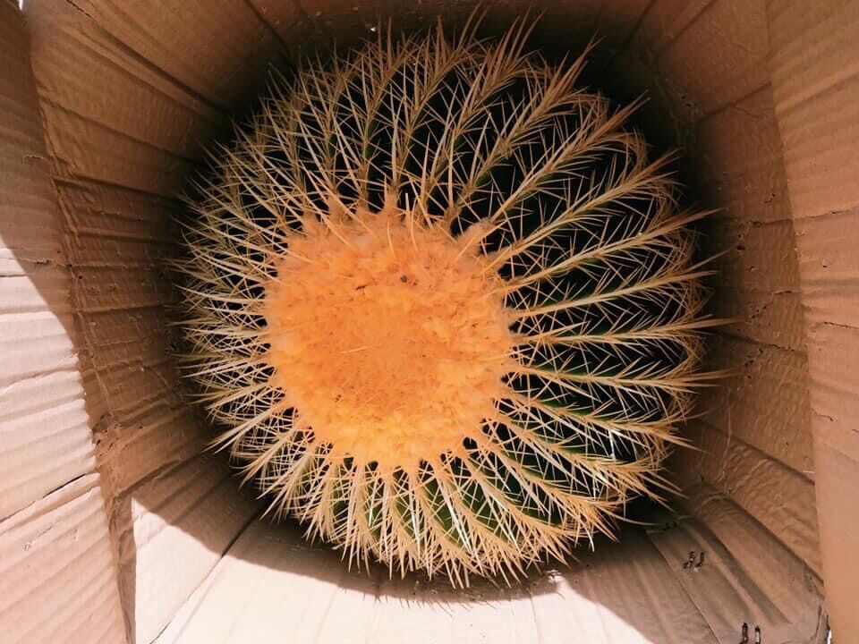 Xương rồng kim hổ lớn đường kính 40-50cm