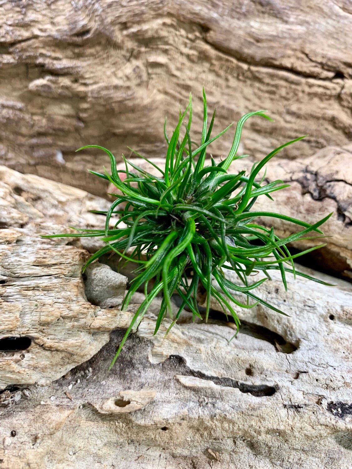 Cây không khí bulbosa dạng bụi