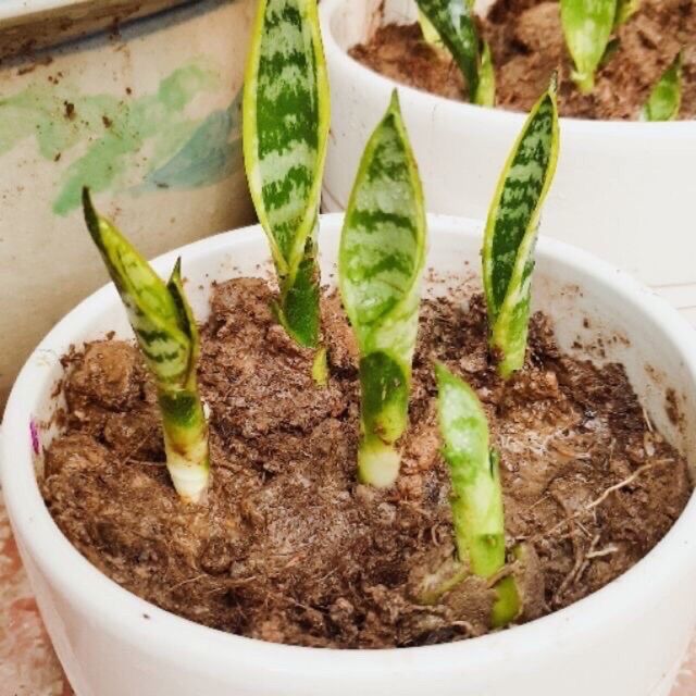Mầm lưỡi hổ viền vàng hoặc xanh