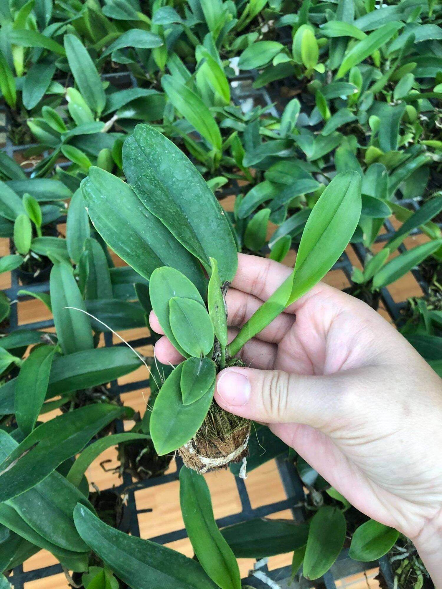 Lan Cattleya màu 4, 1cốc