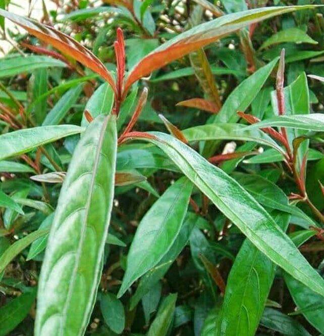 Cây hoàn ngọc đỏ, 5 cây