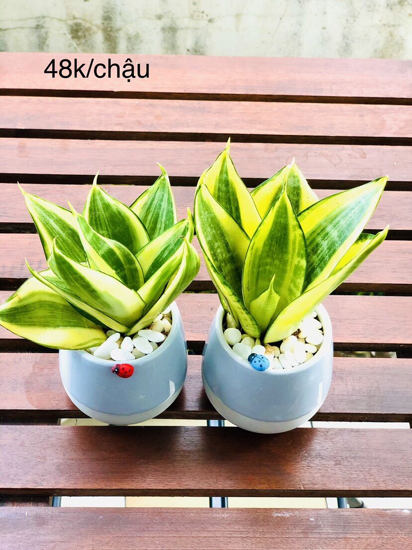 Chậu lưỡi hổ thái, bao gồm chậu