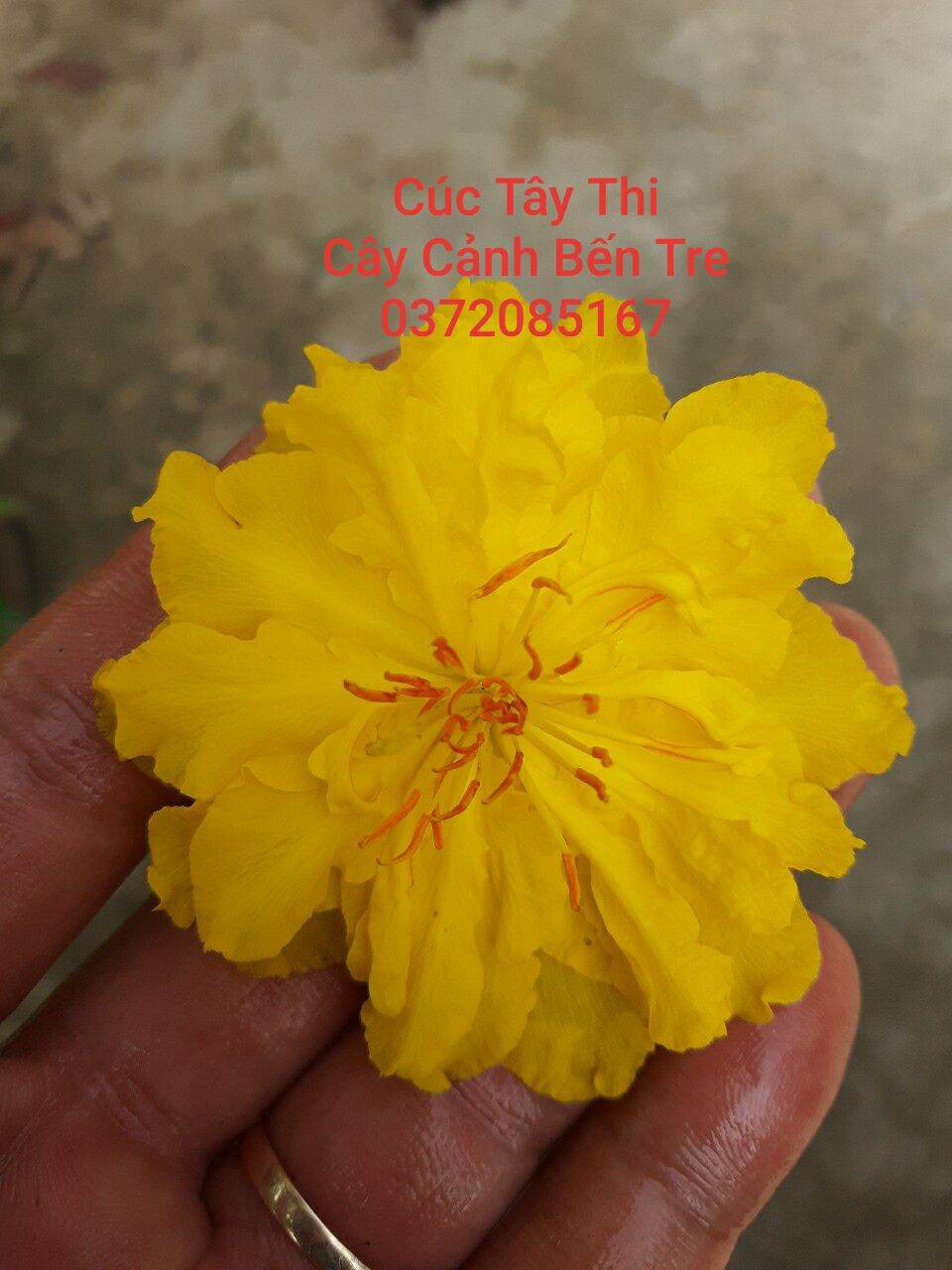 Mai cúc tây thi