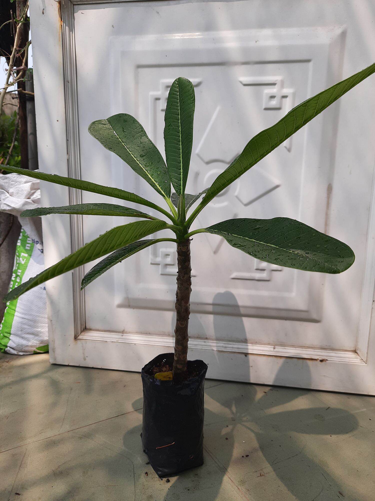 Cây đại hoa trắng