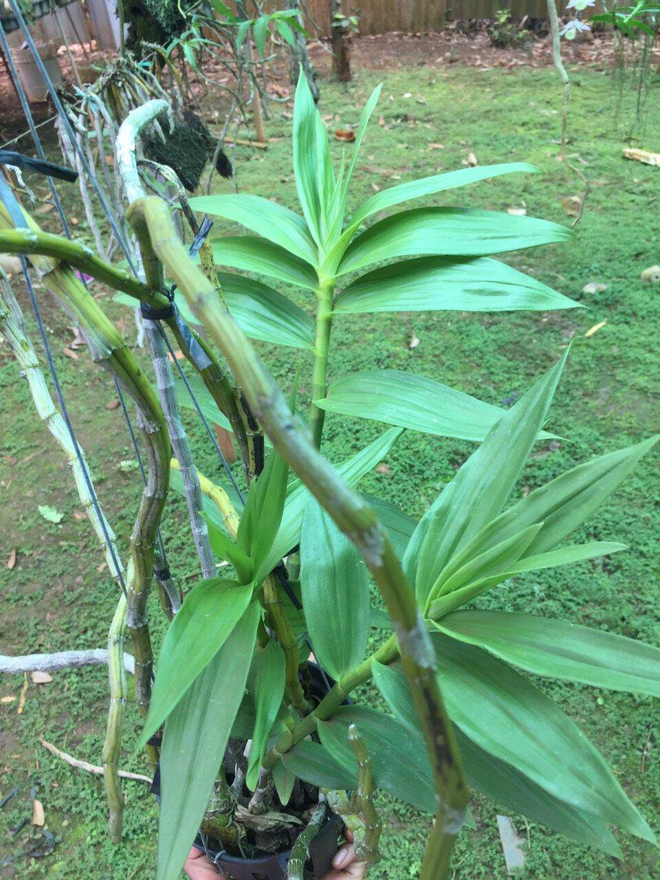 Hoa lan phi điệp vàng