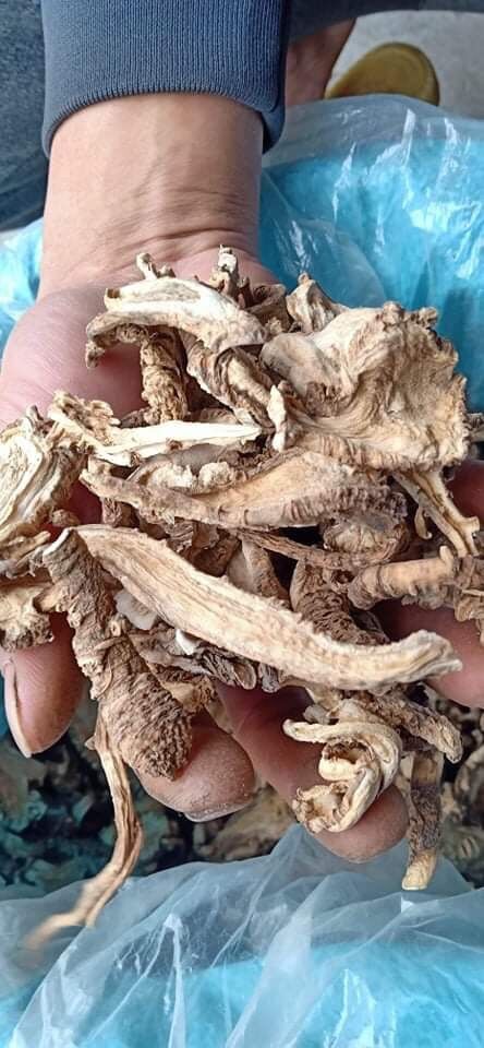 Sâm đương quy khô thái lát 250k/kg