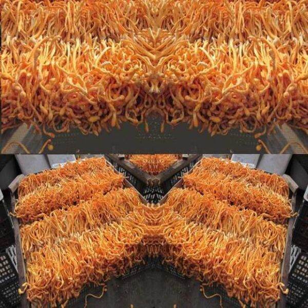 500g đông trủng hạ thảo