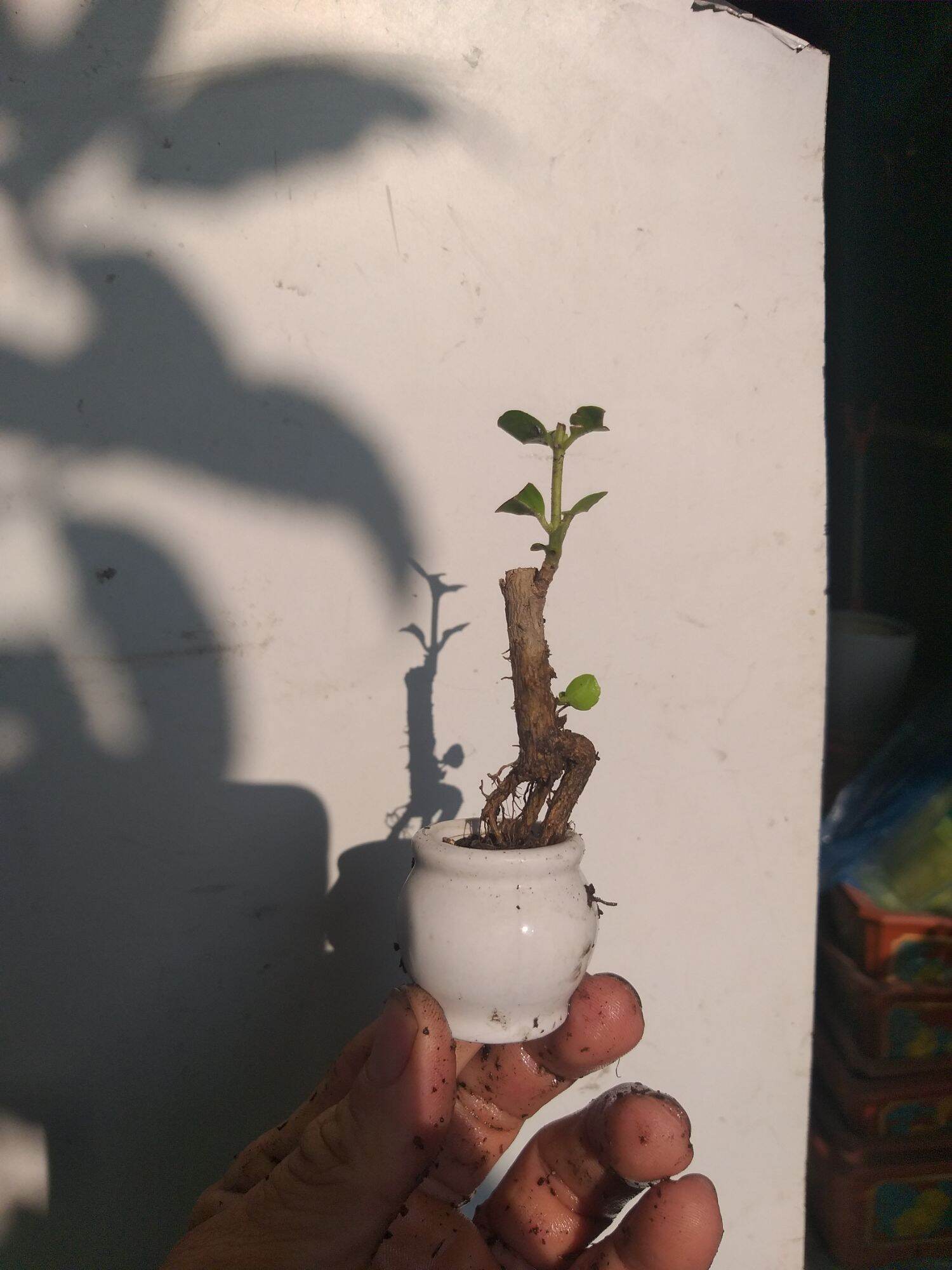 [HCM]Sam hương bonsai siêu mini Có chậu