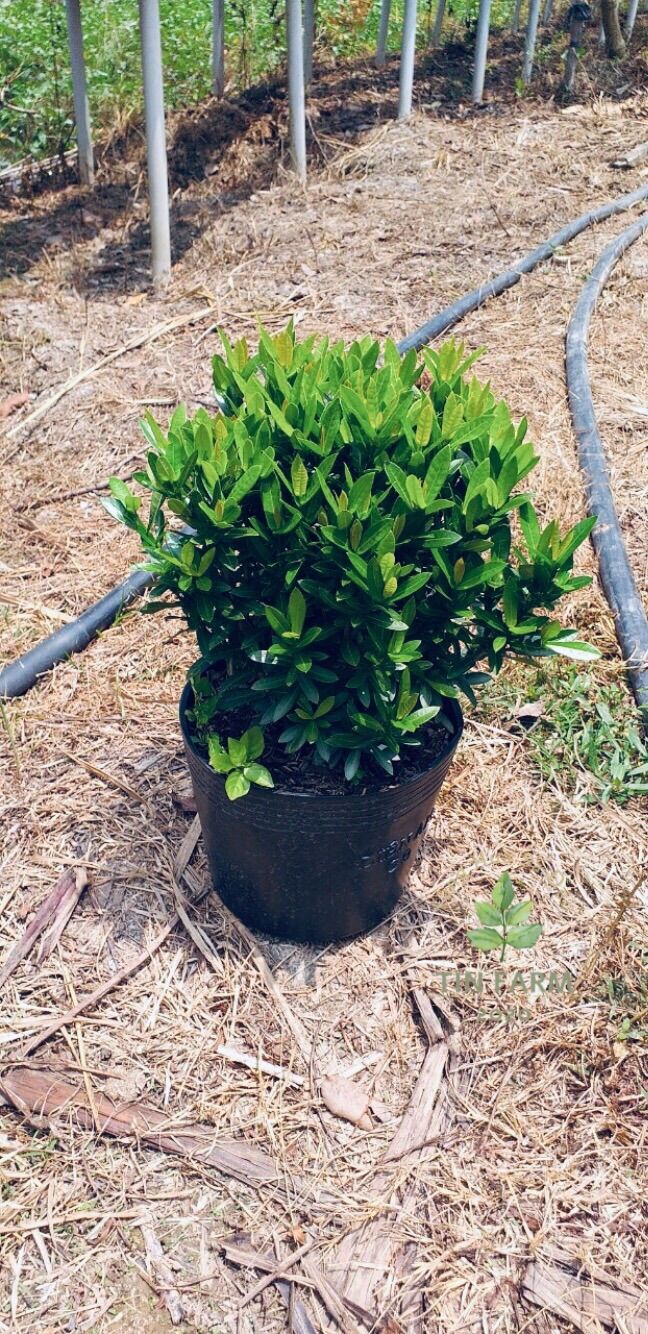 Cây Hoa Trang Thái [Cỡ Lớn] Hoa Đỏ lá kim [ Mua 2 chậu tặng đất trồng và giảm 10%]. Cao từ 20-30cm, trồng tại làng hoa Sa Đéc