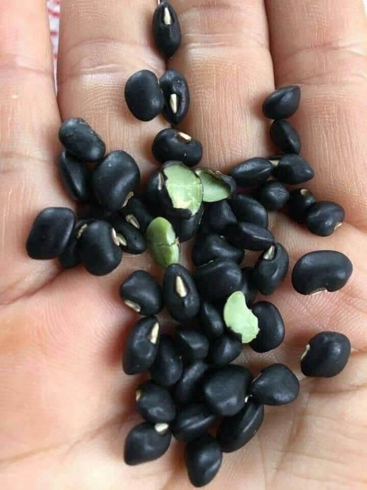 ĐỖ ĐEN TA XANH LÒNG 1KG