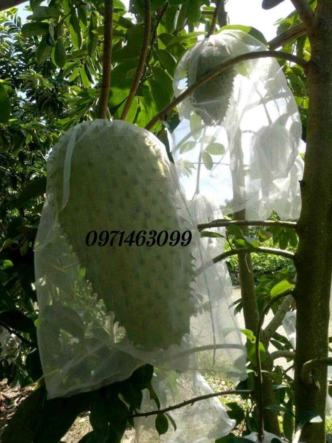 500g Trà mãng cầu xiêm Tân Phú Đông