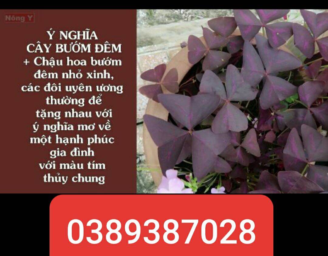 cây ngải bướm đêm