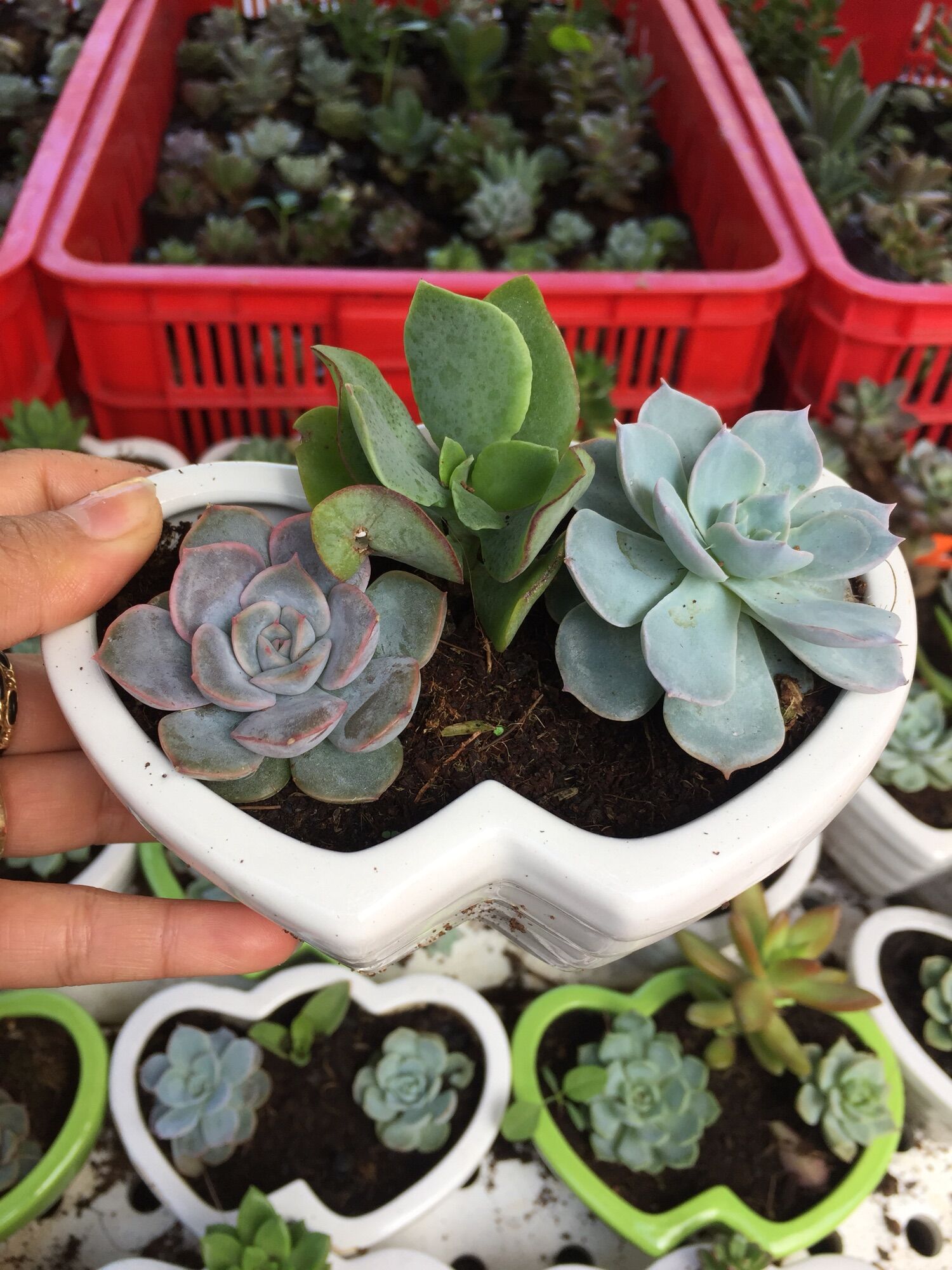 Sen Đá Mix 3 cây kèm chậu