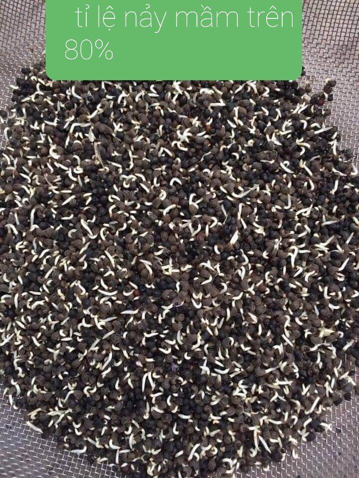 hạt giống sâm bố chính