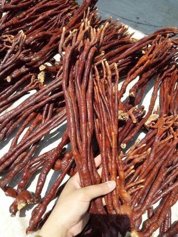250g nấm linh chi ( sừng hươu)