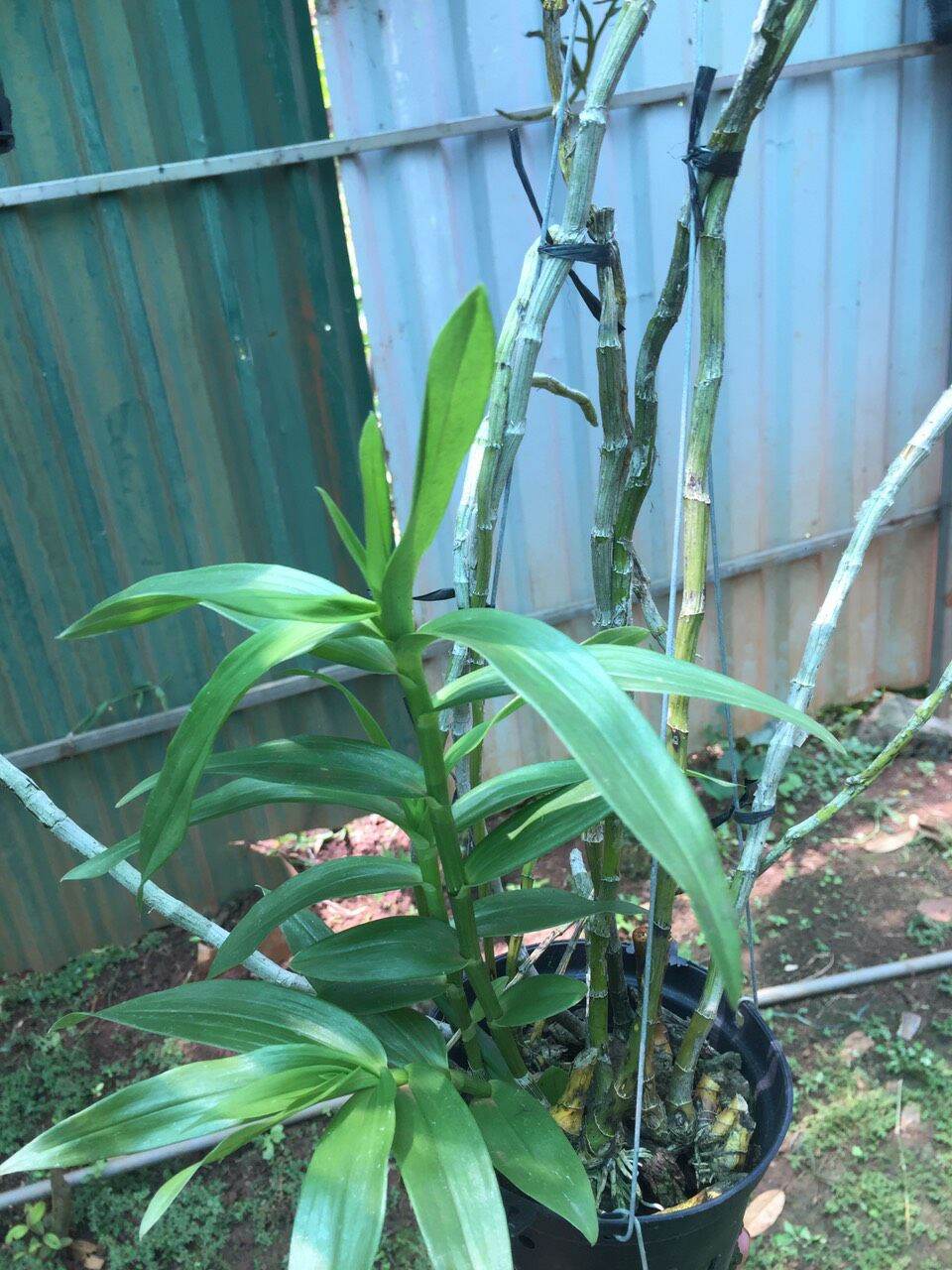Hoa lan phi điệp vàng
