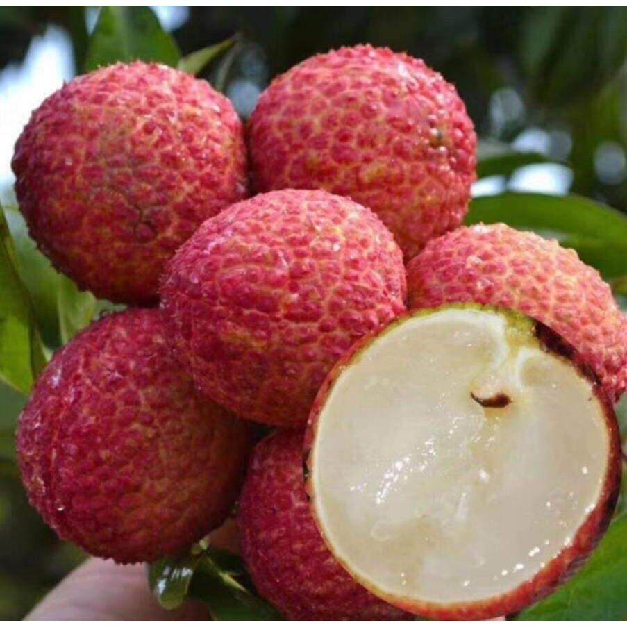 CÂY GIỐNG VẢI THIỀU LỤC NGẠN (CHO TRÁI SỚM)