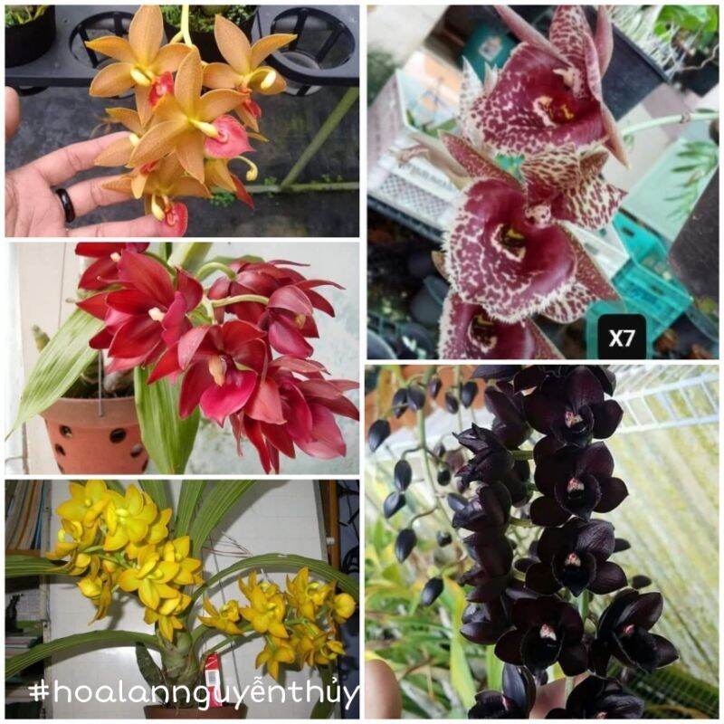 Lan Thiên Nga 5 màu chọn được size lỡ