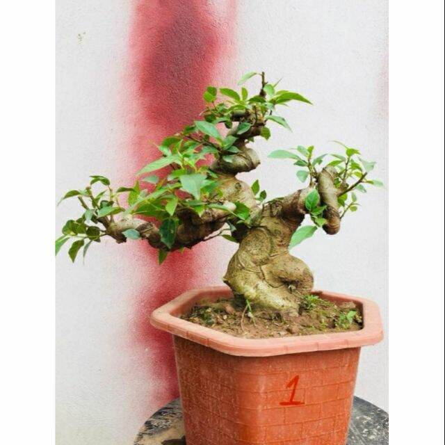 Sung mini bonsai