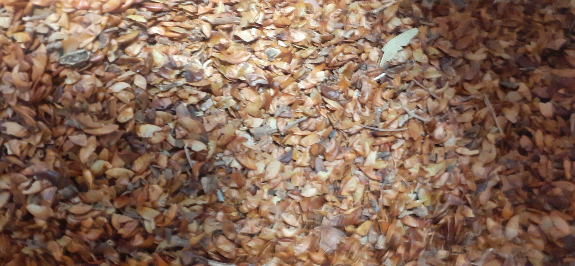 500 gram Lagerstroemia speciosa seed