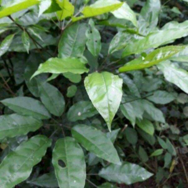 200g lá đắng khô