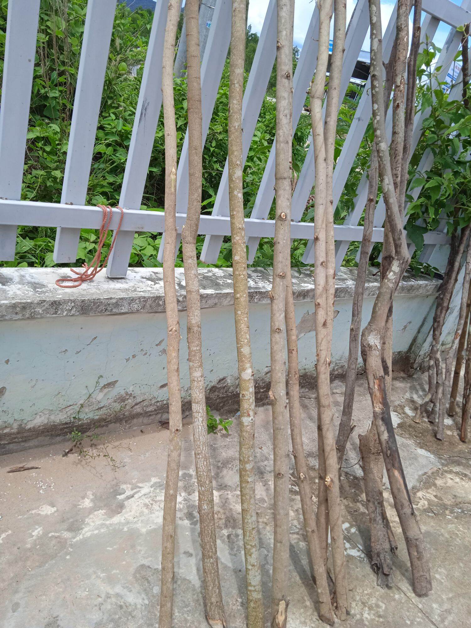 Cành cây gỗ macrame 2m