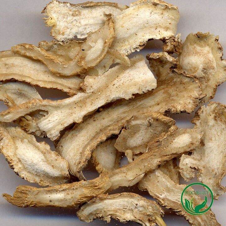300g sâm quy - sâm đương quy