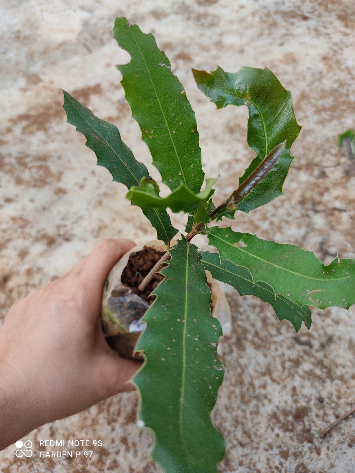 [HCM]Cây macca giống Cây macca trồng từ hạt