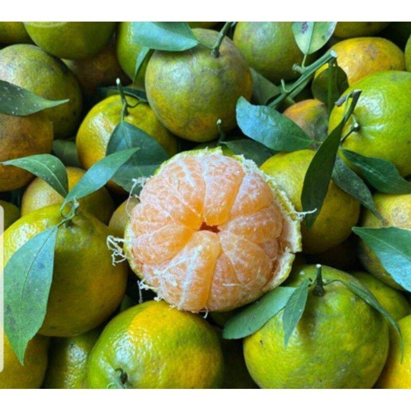 Cây Quýt Đường Lai Vung Trồng Chậu