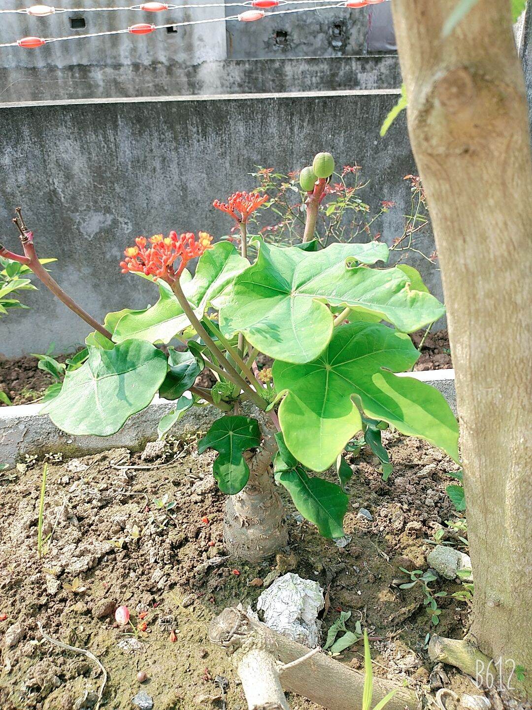 cây ngô đồng trồng làm cảnh