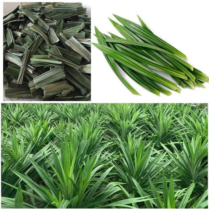 [HCM]Lá Dứa Xấy Khô 100g