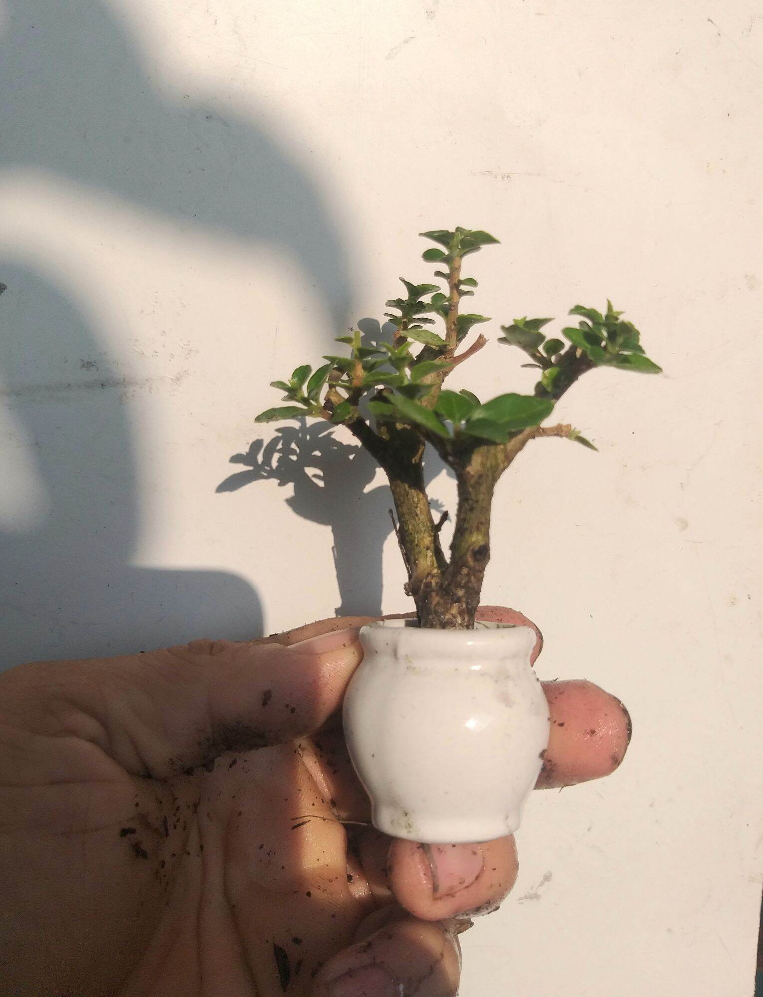 [HCM]Sam hương bonsai siêu mini Có chậu