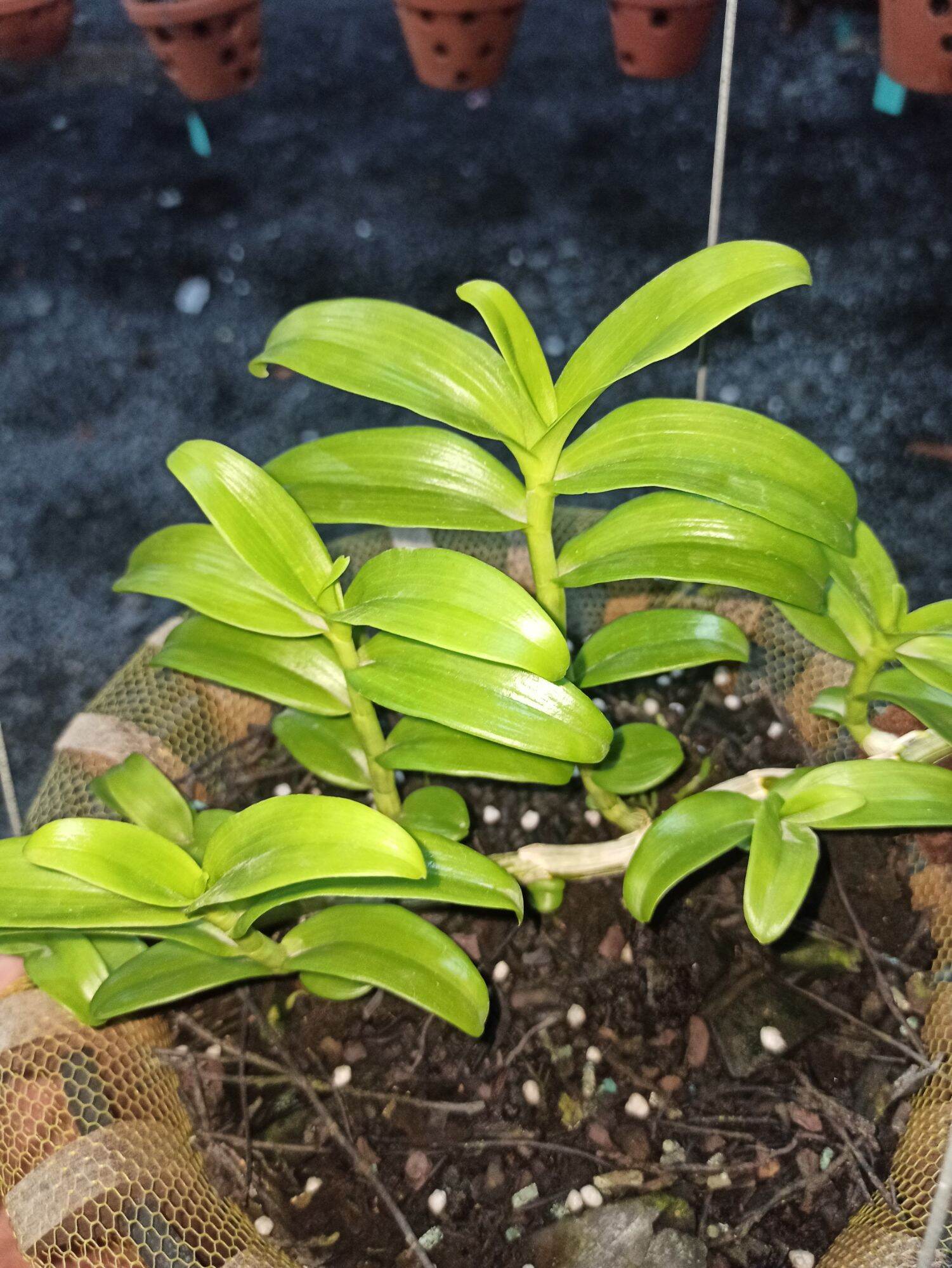 Bộ Đôi Siêu Kéo Đọt Orchid One và Mập Kei F1 Cho lan