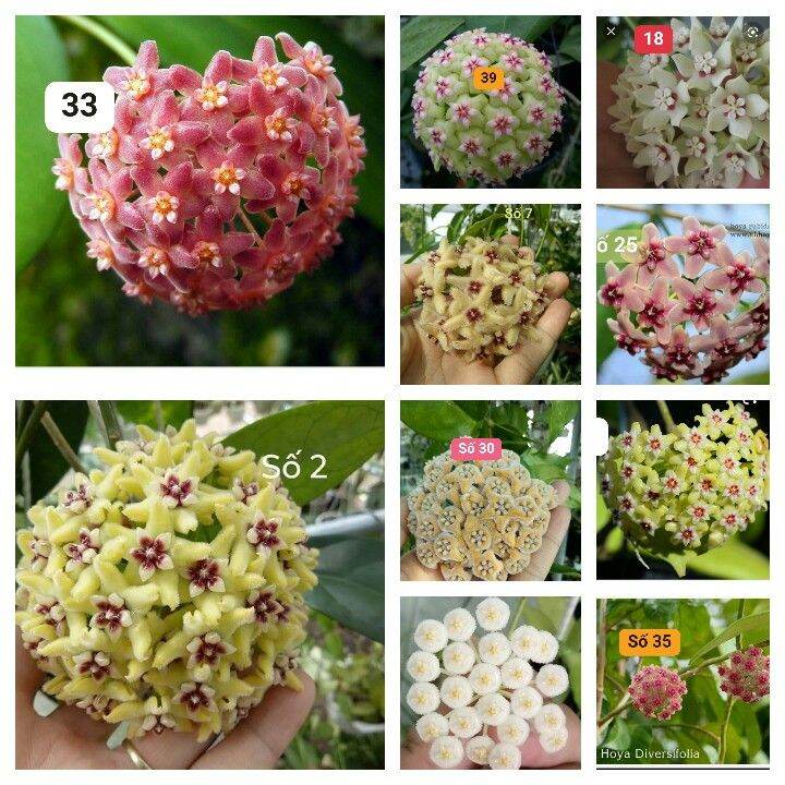 Compo 10 cẩm cù giống 10 màu