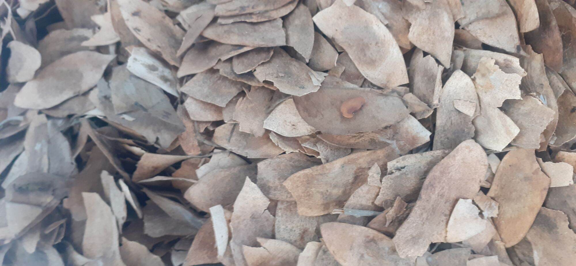 Sưa đỏ giống