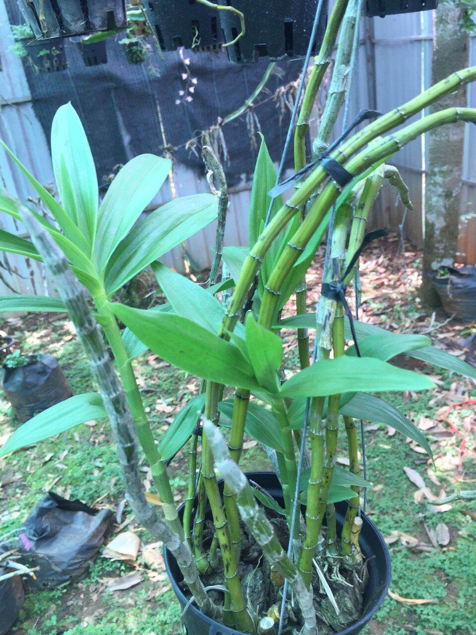 Hoa lan phi điệp vàng