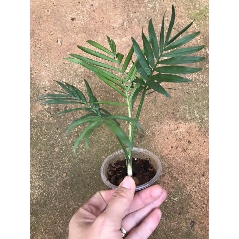 Cây cau tiểu Trâm