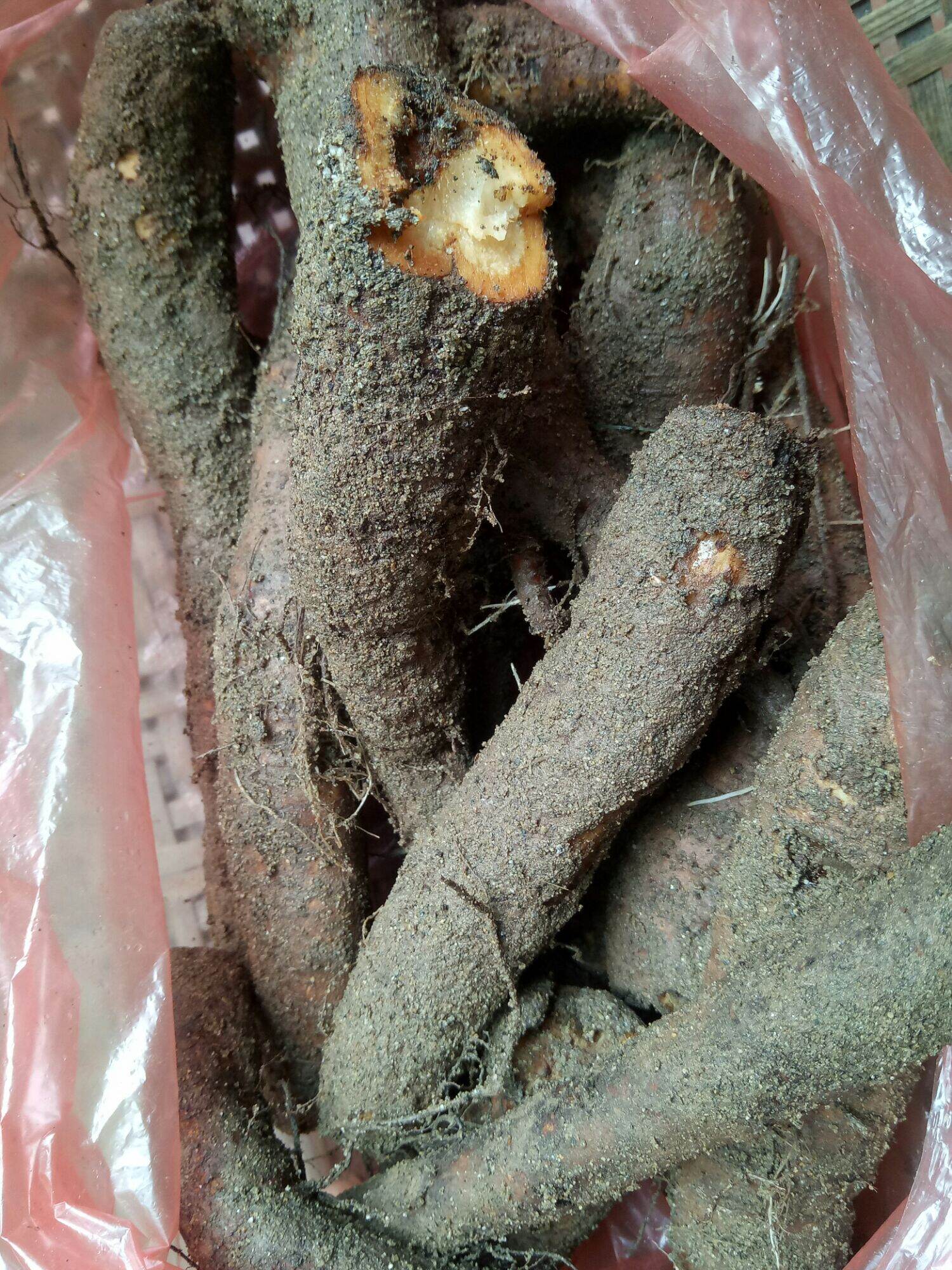 củ gai tươi an thai 1kg