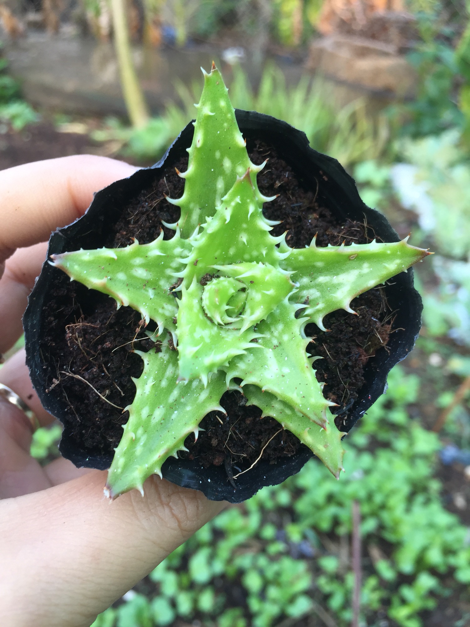 Sen Đá Sao Biển size bầu Cây Phòng Thủy – Cây Trang Trí – Cây Để Bàn – Cây Trang Trí Văn Phòng – Cây Trang Trí Sân Vườn –  Cây Lọc Không Khí -  Cây Khỏe Đẹp - Mộc Miên Garden