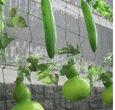 Lưới làm giàn cho cây thân leo.