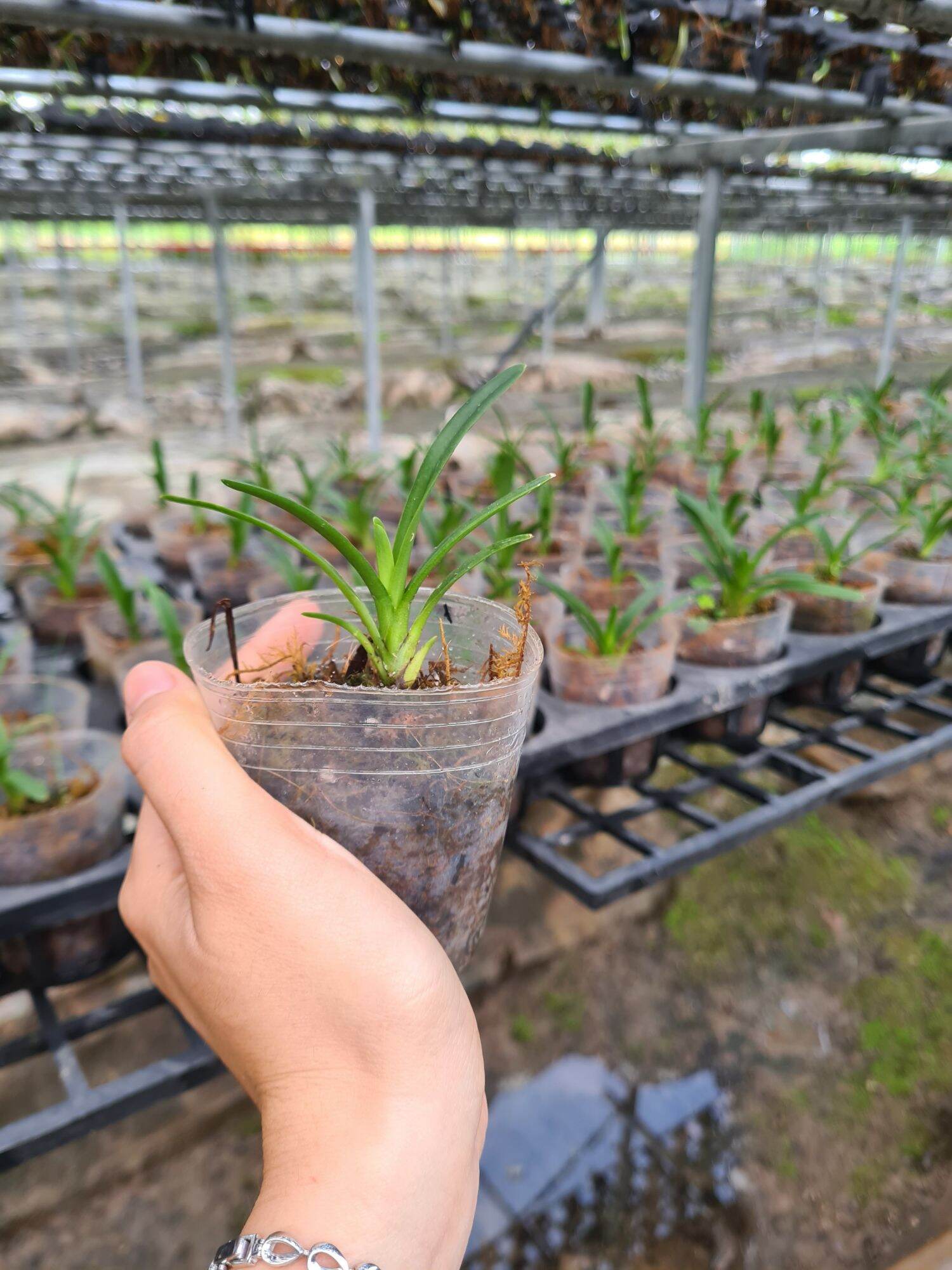 Kiếm Huế xanh gieo hạt