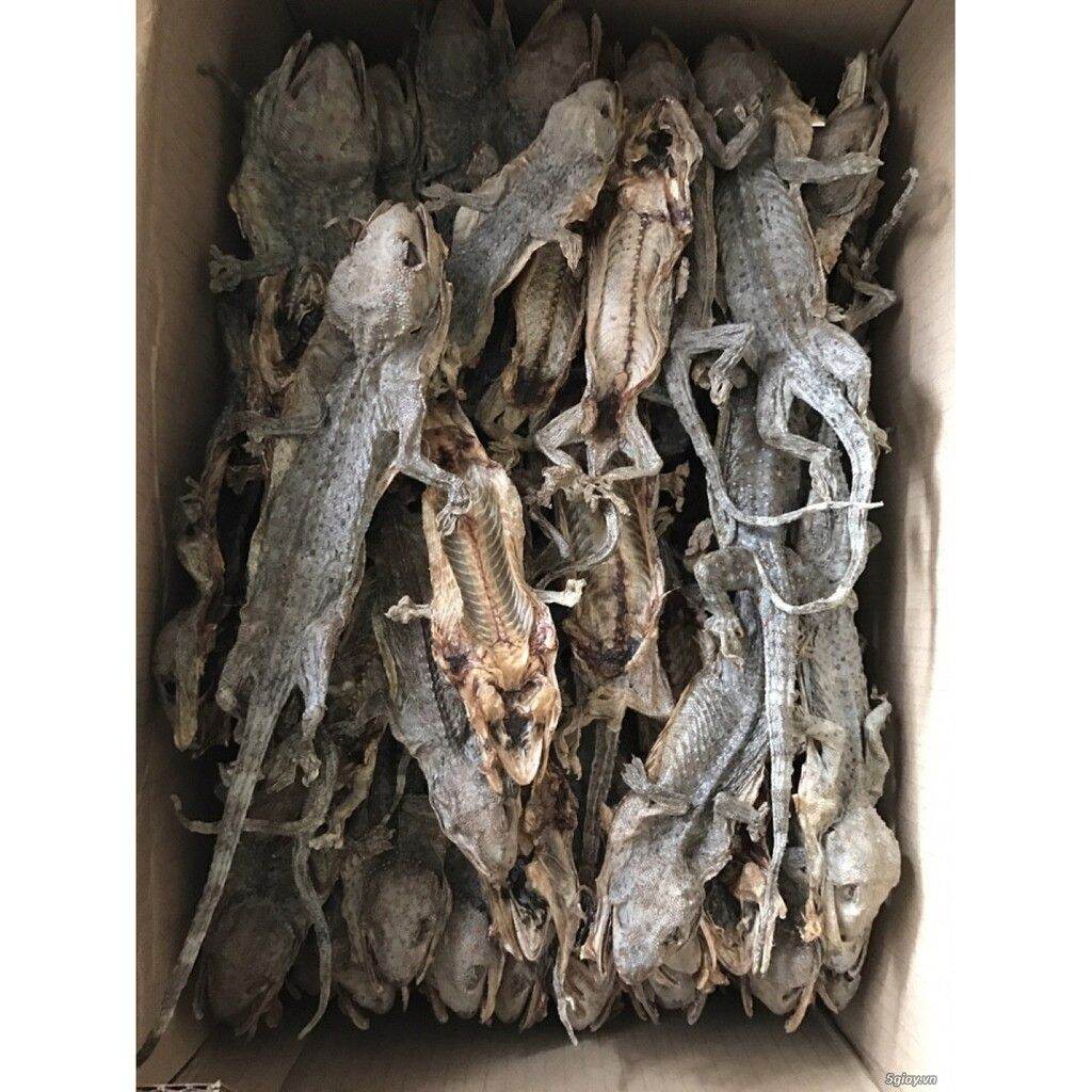 set 4 con tắc kè khô