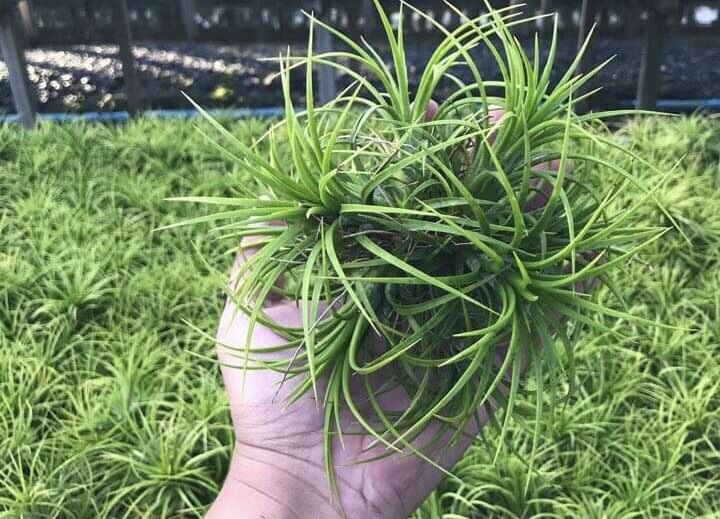 Cây không khí ion druid bụi
