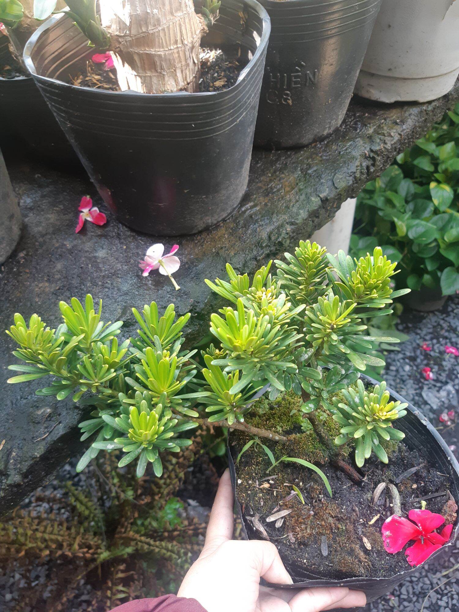 tùng kim cương CAO TRÊN 25CM