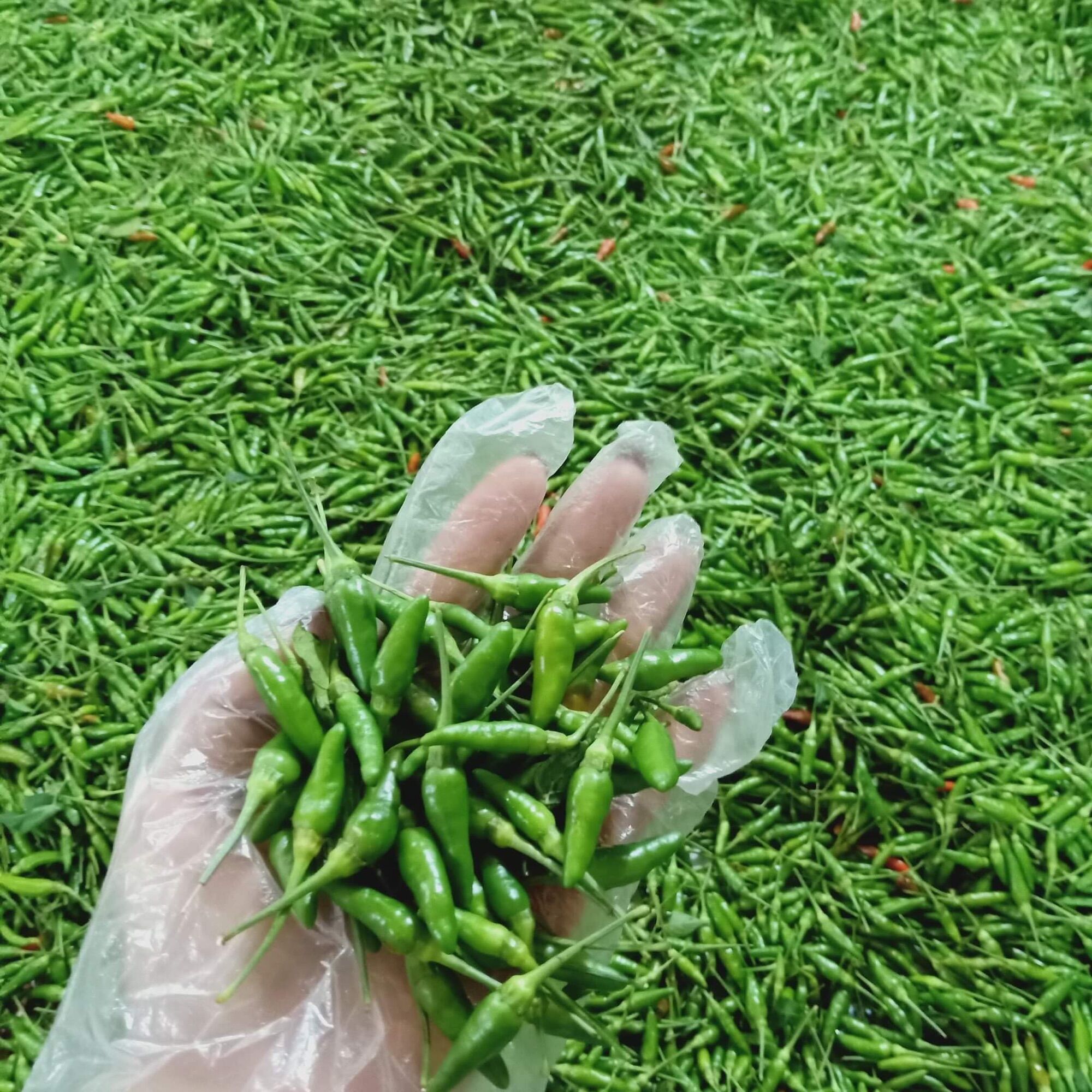 Ót sóc tỏi muối Lọ 400g =100k