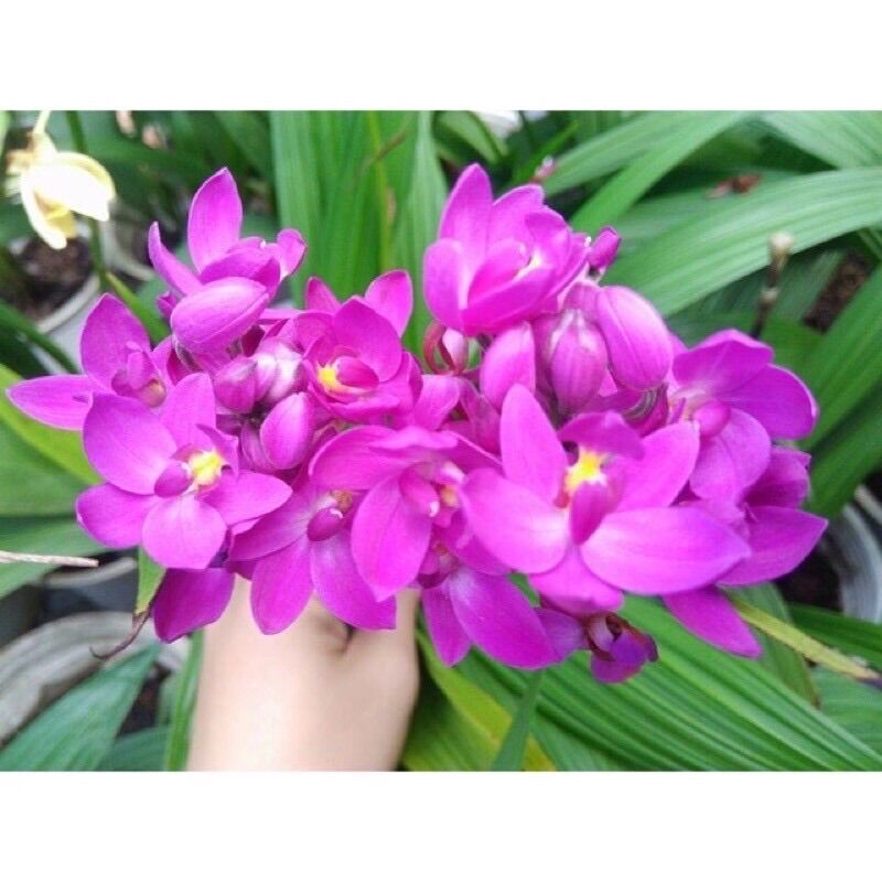 Địa lan tím/ Lan chu đỉnh