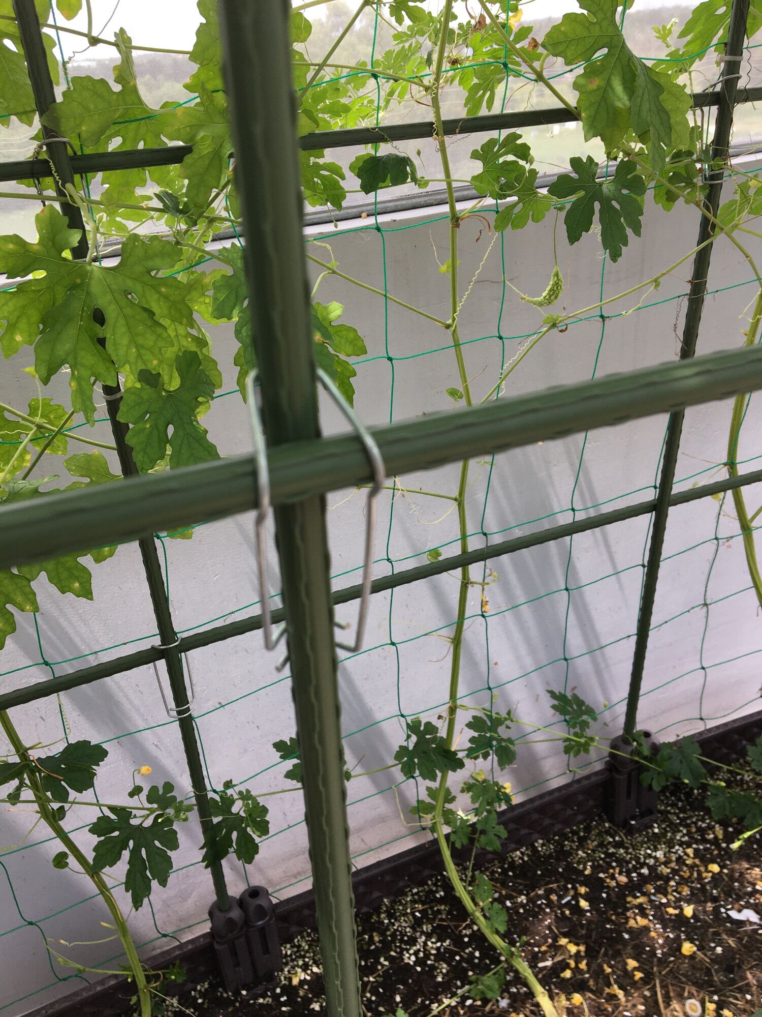 [HCM]Kẹp sắt làm giàn cho cây leo phi13-16
